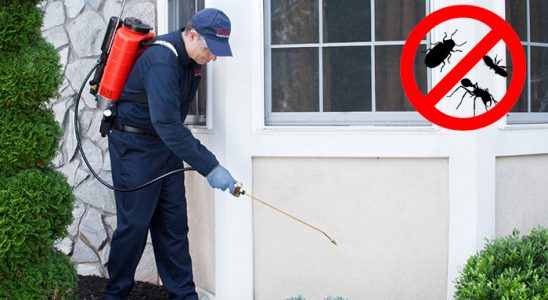 Dernekpazarı Uçan Haşere İlaçlama böcek ilaçlama ve haşere kontrolü — ilaclama-tr.com